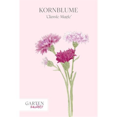 Kornblume Classic Magic Kaufen Gartenzauber