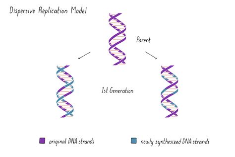 How Dna Replicates Matthew Meselson Franklin W Stahl