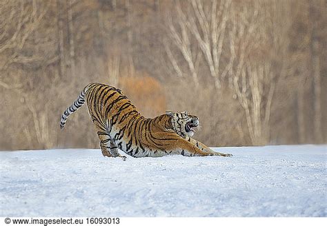 Siberian Tiger Panthera Tgris Altaica Stretching In Snow Siberian