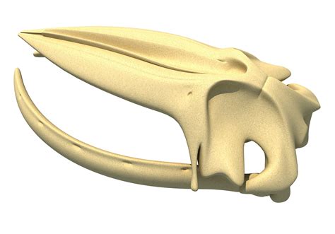 Humpback Whale Skull 3d Animal Models 3d Horse