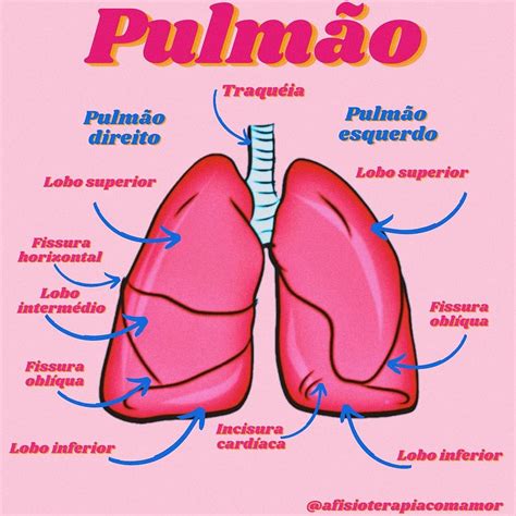 Onde Fica O Pulmao Nas Costas Fdplearn