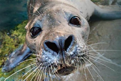 New England Aquarium tickets discount | Boston | Undercover Tourist