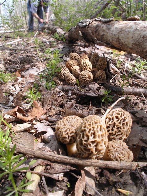 30 Best Morel Mushrooms Hunting Best Recipes Ideas And Collections