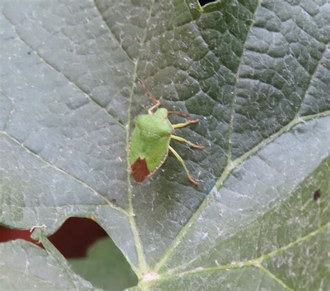 Grüne Stinkwanze Grüne Stinkwanze Palomena prasina c H Flickr