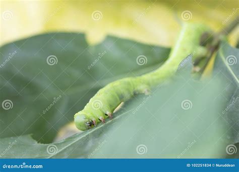 Caterpillars eat leaves stock photo. Image of white - 102251834