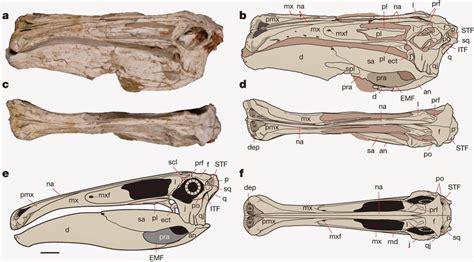 PALAEOBLOG: Deinocheirus Decoded