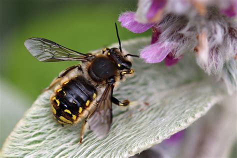 Fibers, forage, and fighting: the frantic life of woolcarder bees