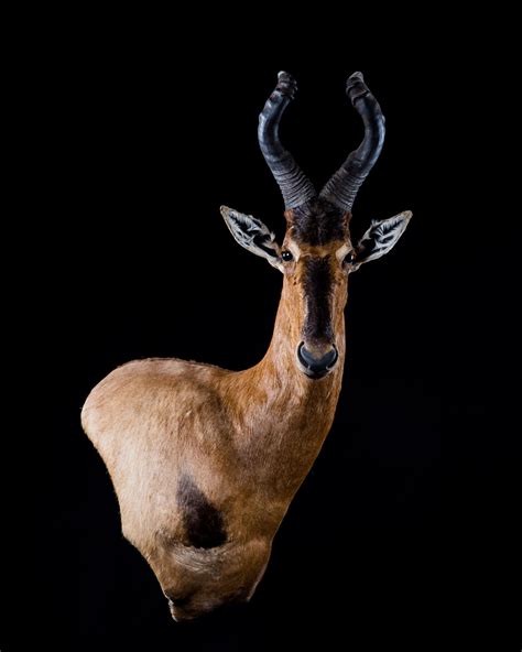 Hartebeest Wall Pedestal Mount Splitting Image Taxidermy