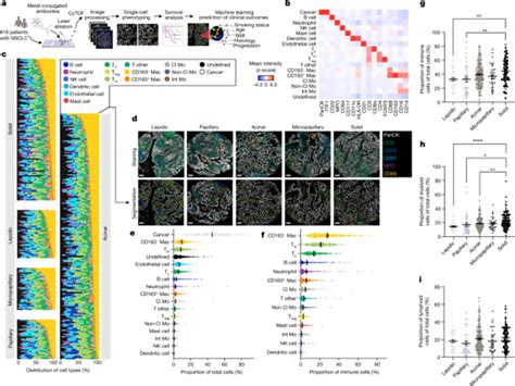 Single Cell Spatial Landscapes Of The Lung Tumour Immune