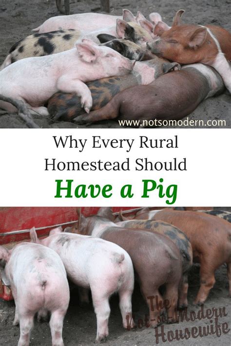 Raising Pigs For Meat Why You Should Have A Pig Raising Farm