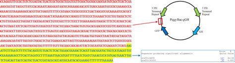 Frontiers PiggyBac Transposon Mediated Transgenesis In The Pacific