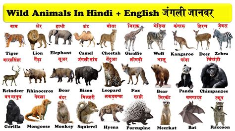 Animals Name In Hindi And English Video