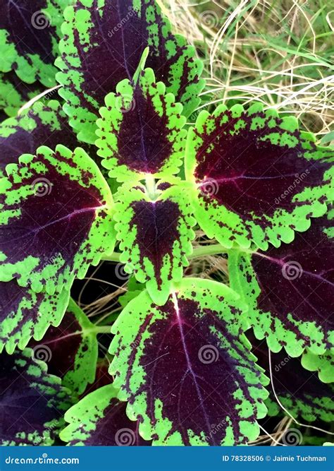 Planta Roxa E Verde Do Coleus Foto De Stock Imagem De Naughty