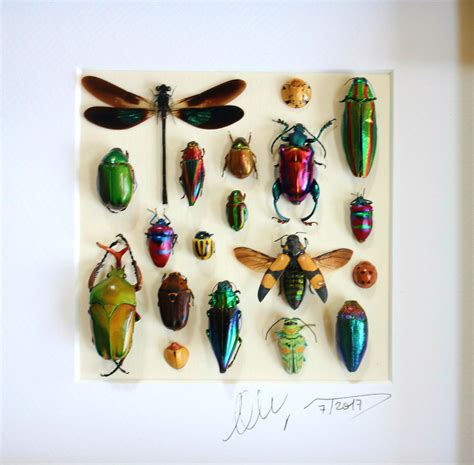 Shadowbox Taxidermy Real Insects Design Wooden Frame 250 X Etsy Canada