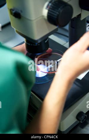 Oocyte Light Microscope Stock Photo Alamy