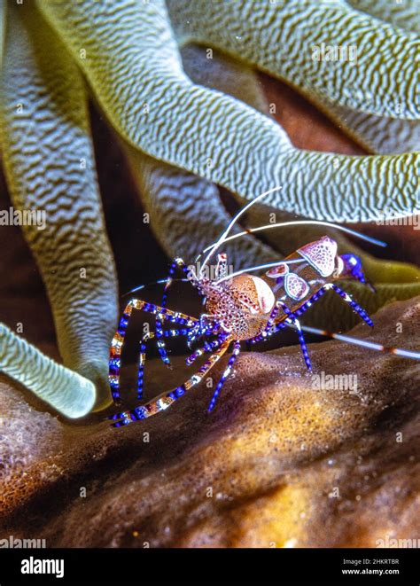 Spotted Cleaner Shrimp Periclimenes Yucatanicus Is A Kind Of Cleaner