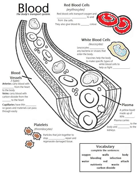 Blood Vessels Worksheets