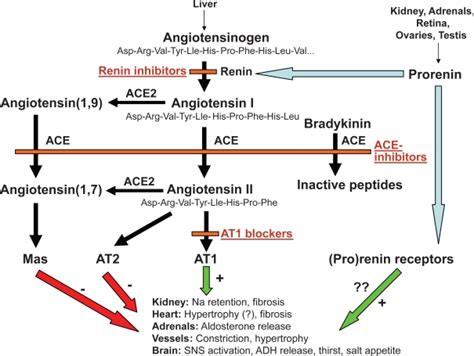 Different Levels Of Pharmacological Blockade Of The Renin Angiotensin