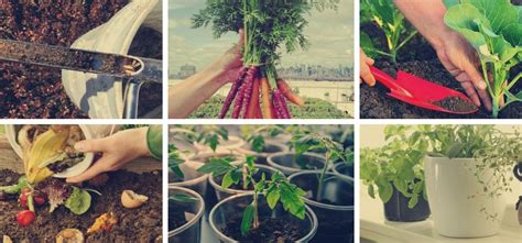 Guía completa y sencilla para trasplantar una planta paso a paso