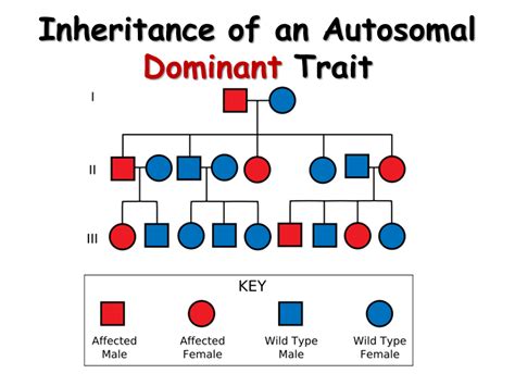 Heredity Presentation Biology