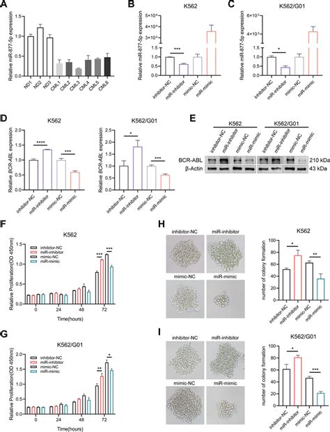 MiR 877 5p Regulates The BCR ABL Expression A Differential Expression