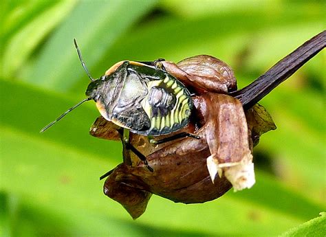 Green Stink Bug Nymph Project Noah