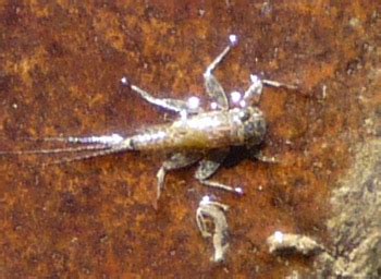 Monitoring Aquatic Macroinvertebrates On The Southern Colorado Plateau