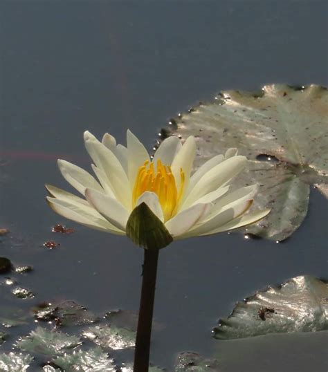 Nymphaea nouchali var versicolor Nymphaeacea