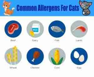 How to Spot Food Allergy in Your Cat (Fully Explained) - iHomePet