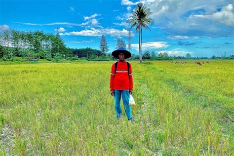 Adaptasi Iklim Petani Padi Pulau Buru Kurangi Musim Tanam Dan Pilih