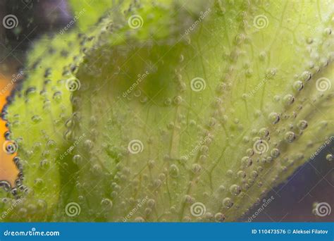 fresh celery water stock photo image  isolate ingredient