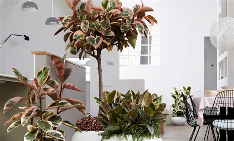 Rubberplant Ficus Elastica Belize Groupon