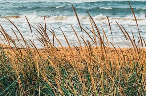 Plantas Silvestres En La Playa Foto Premium