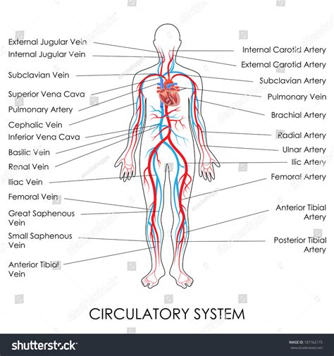 Vector Illustration Diagram Circulatory System Stock Vector 187162175 ...