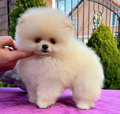 Precio De Cachorro Pomerania Y Criaderos En Espa A Smylepets