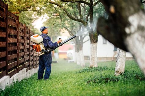 How To Prevent Mosquitoes In Your Yard