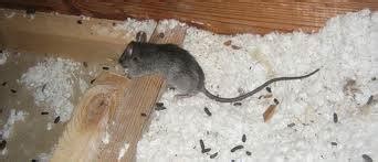 Rat Droppings In Attic Insulation Critter Control Ft Lauderdale