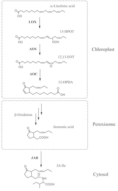 Simplified Ja Biosynthetic Pathway α Linolenic Acid Is Oxygenated By Download Scientific