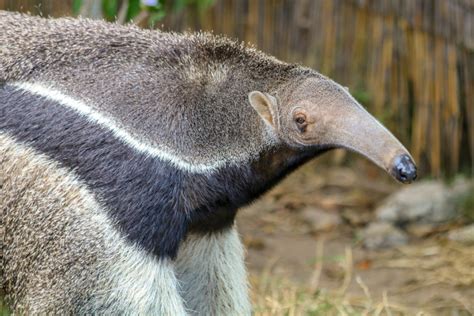 Giant anteater - Roger Williams Park Zoo