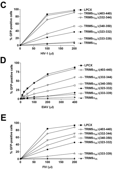 Comparative Requirements For The Restriction Of Retrovirus Infection By