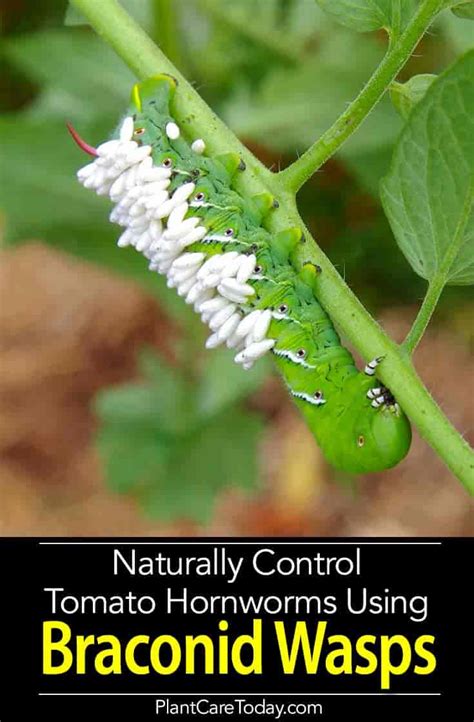 Tomato Hornworm Life Cycle