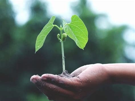 Frases Y Citas C Lebres De Naturaleza Descubre Lo Inspirador De