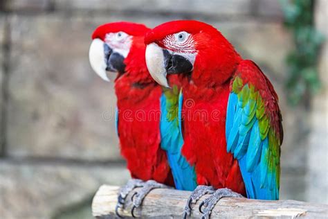 Pair Of Red Ara Parrots Stock Image Image Of Beak Eating 62560669