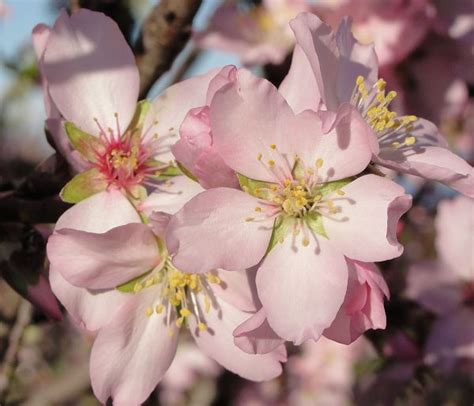 Free Images Nature Fruit Petal Food Spring Produce Botany