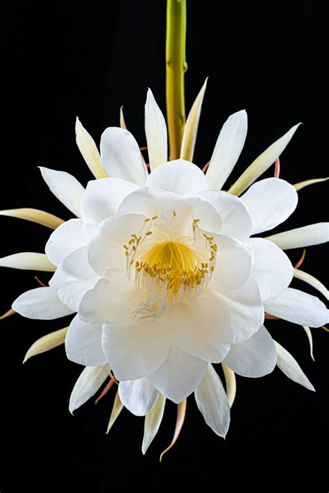 Queen of the Night Plant - How to Care for Epiphyllum Oxypetalum