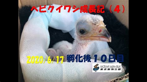 （live） ヘビクイワシ 成長日記 2020617 東武動物公園 Secretary Bird Artificial Brooding