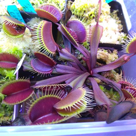 Jual Bibit Benih Biji Tanaman Venus Flytrap Benih Tanaman Venus