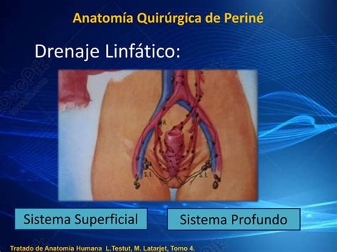 Anatomia Quirurgica De Perine Pptx