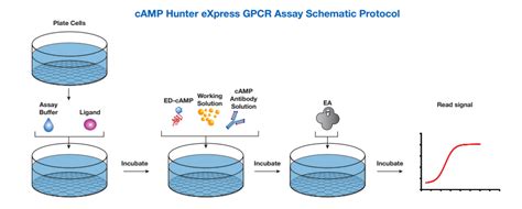 Camp Hunter Express Gpcr Assay Camp Level 측정 고마바이오텍