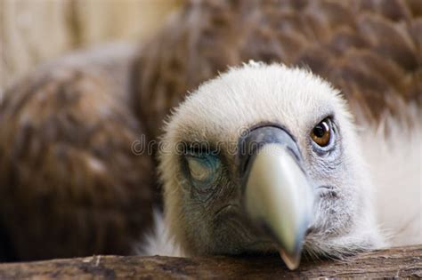 Funny Looking Vulture Picture. Image: 2850113